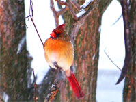 cardinal